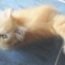 Pigalisa
