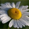 Romashka