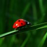 coccinelle