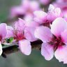 flower8521