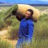 rooibos75