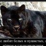 Panther