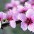 flower8521